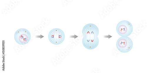 Meiosis I, First Division of Meiosis Science Design. Vector Illustration.