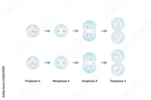 Meiosis II, Second Division of Meiosis Science Design. Vector Illustration.