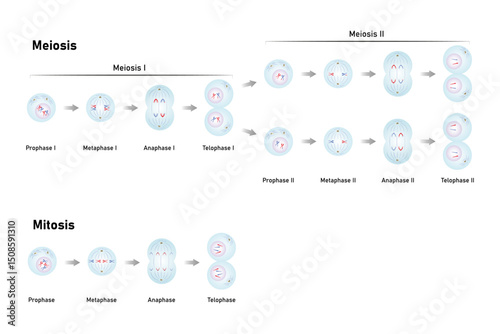 types of Cell Division, Meiosis and Mitosis Science Design. Vector Illustration.