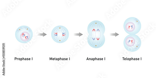 Meiosis I, First Division of Meiosis Science Design. Vector Illustration.