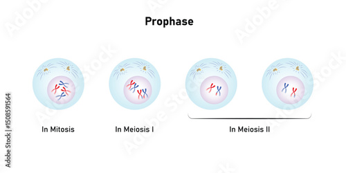 Prophase, First Stage of Mitosis and Meiosis Science Design. Vector Illustration.