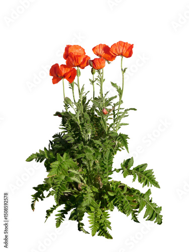 Coquelicot (Papaver rhoeas)