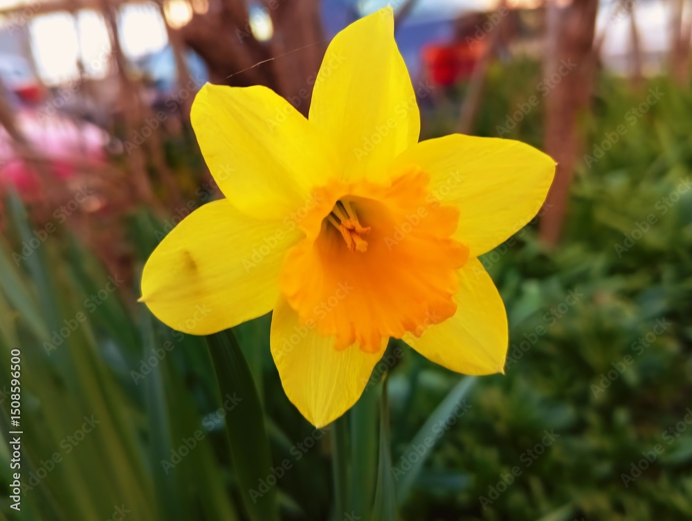 Fototapeta premium Blossoming of beautiful amazing sunny day spring yellow narcis daffodils narcissus flowers in spring season wallpaper backdrop hd 8k 4k banner close up selective focus