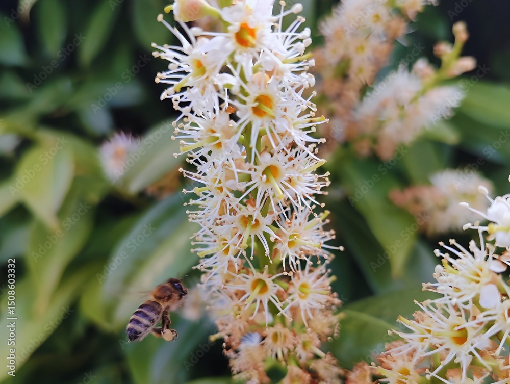 Fototapeta premium Bright blooming laurel flower laurier fleurs de palme prunus laurocerasus flowering nature closeup macro cherry plant exotic natural plant flora large white nature petal softness in spring summer 