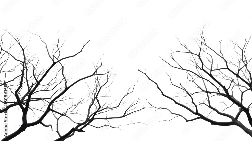 Obraz premium Black and white bare tree branches with stark contrast isolated on white background 