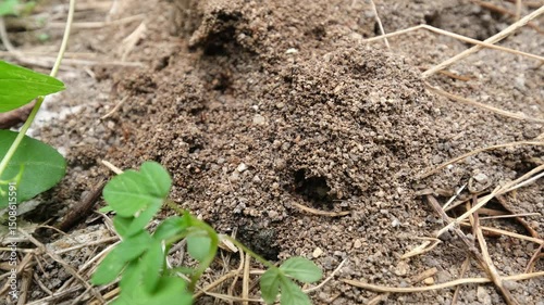 Wallpaper Mural Close up colony of Red Fire Ants in nature. Torontodigital.ca