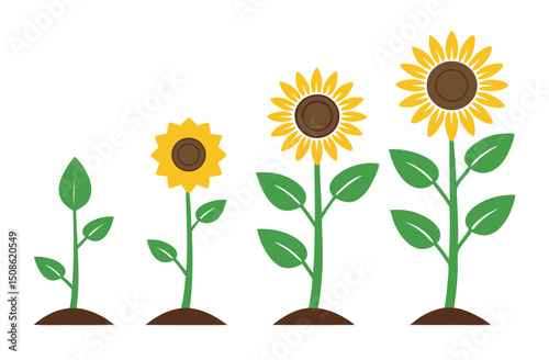 Sunflower Growth Stages – Flat Vector Plant Life Cycle Illustration