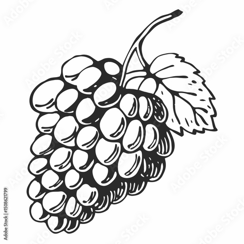 Green and purple ripe grapes on a vine branch with leaves, a sweet fruit illustration