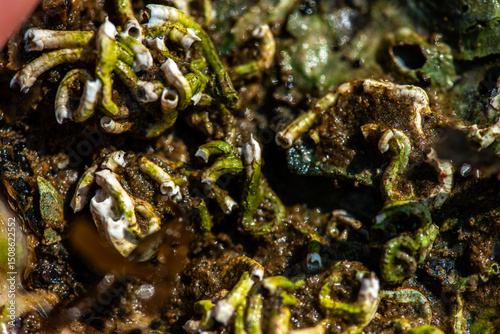 Intertidal Encrustation on Marine Shell: Polychaetes, Barnacles, and Snail