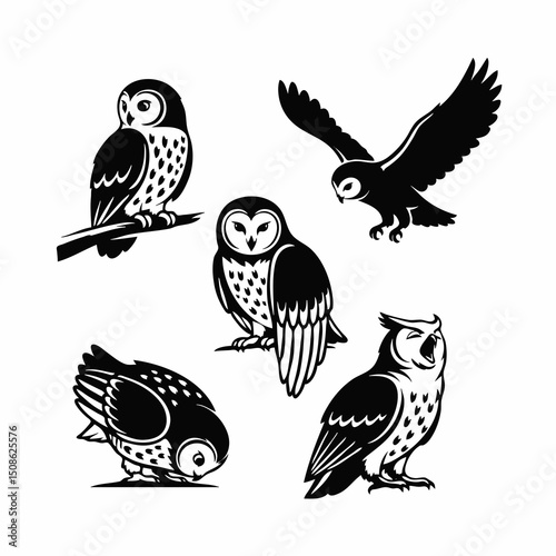 owl on a white background