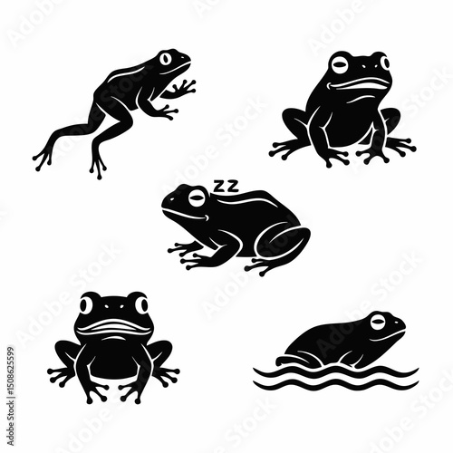 frog on a white