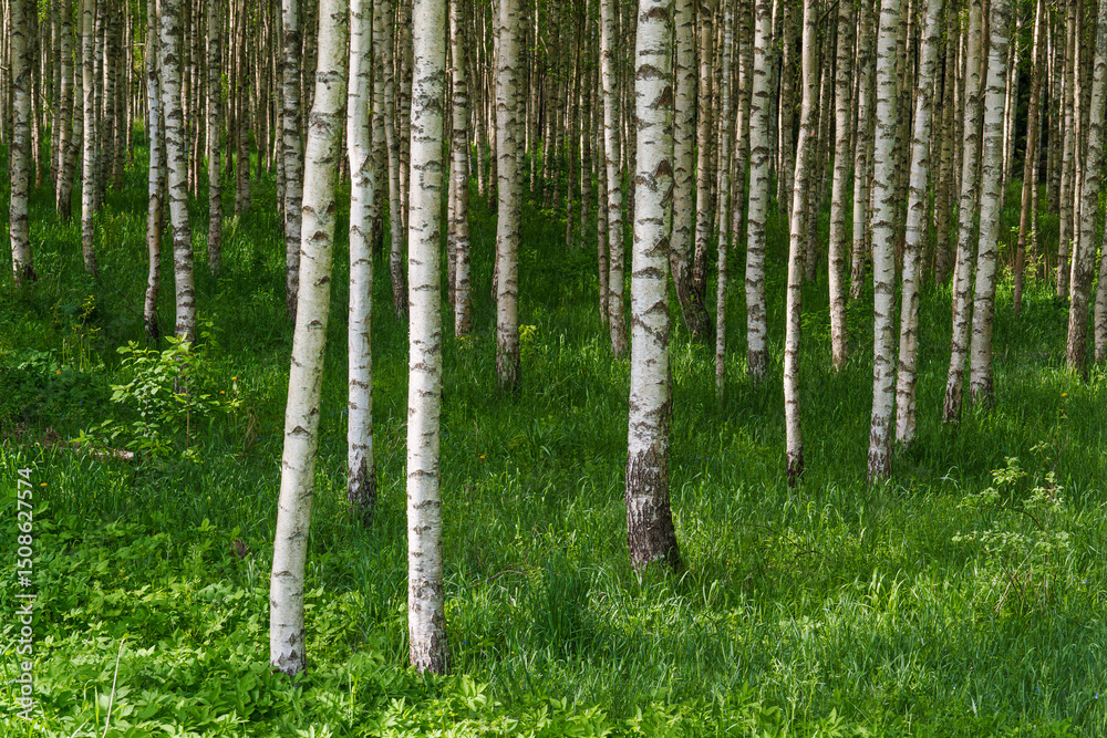 Fototapeta premium birch forest in spring