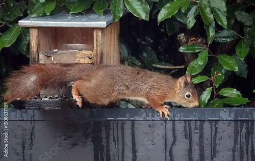 Ecureuil se nourrissant au mangeoire du jardin sous la pluie