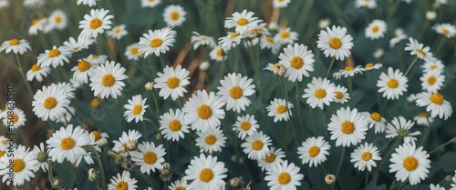 Photos full of daisies always remind me of old days.