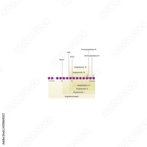 Angiotensinogen-derived peptide cascade with cleavage sites: renin, ACE, and aminopeptidase processing of angiotensin I, II, III, IV, and angiotensin 1–7