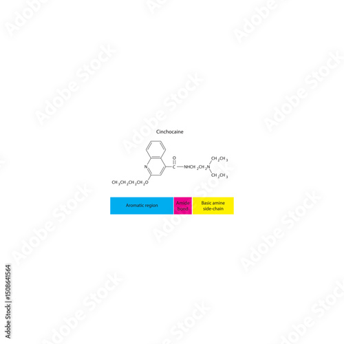 Cinchocaine skeletal formula. Simple schematic illustration of local anesthetic molecule structure - basic amine side chain, aromatic region and Amide bond.