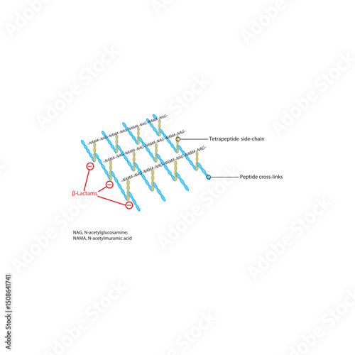  β-Lactam Antibiotics Mechanism: Inhibition of Bacterial Cell Wall Cross-Linking. Simple schematic microbiology illustration.