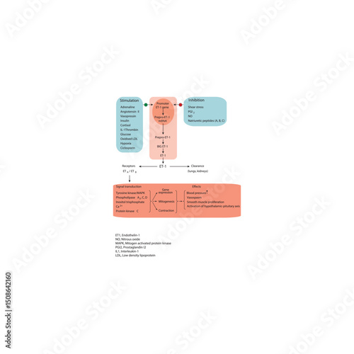 Endothelin-1 (ET-1) synthesis, gene regulation, receptor pathways, and physiological effects – simple schematic illustration of ET-1 molecular and signaling actions