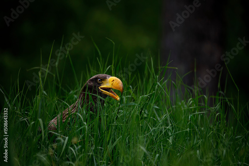 Eagle call. Young Steller's sea eagle, Haliaeetus pelagicus, peaks out from green grass near lake. Pacific sea eagle in wild nature. Heaviest eagle in the world. Majestic bird of prey with large beak.