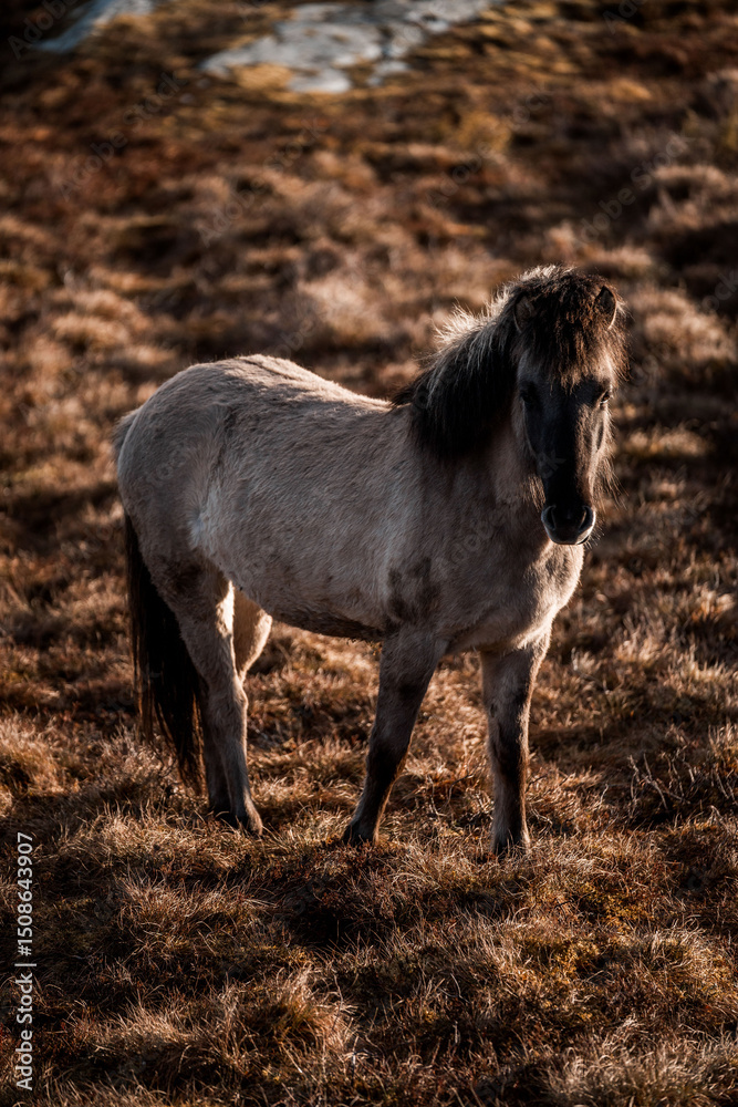Obraz premium icelandic horse in natural environment pony equine