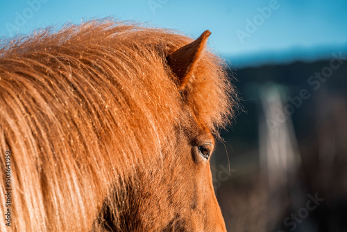 icelandic horse in natural environment pony equine with a dark background
