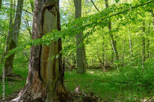Fototapeta Naklejka Na Ścianę i Meble -  Puszcza Piska Forest. Masuria in Poland.