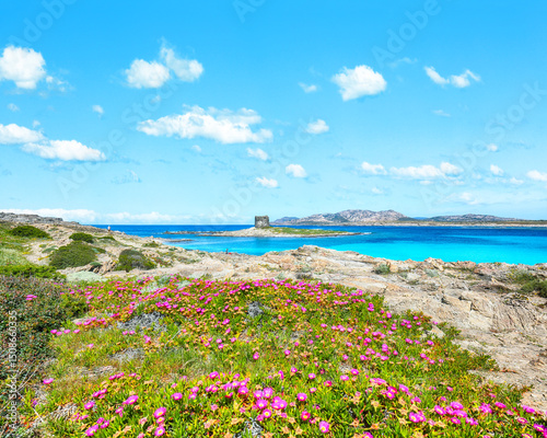 Fototapeta Naklejka Na Ścianę i Meble -  Unbelivable blooming flowers on Famous La Pelosa beach with Torre della Pelosa.