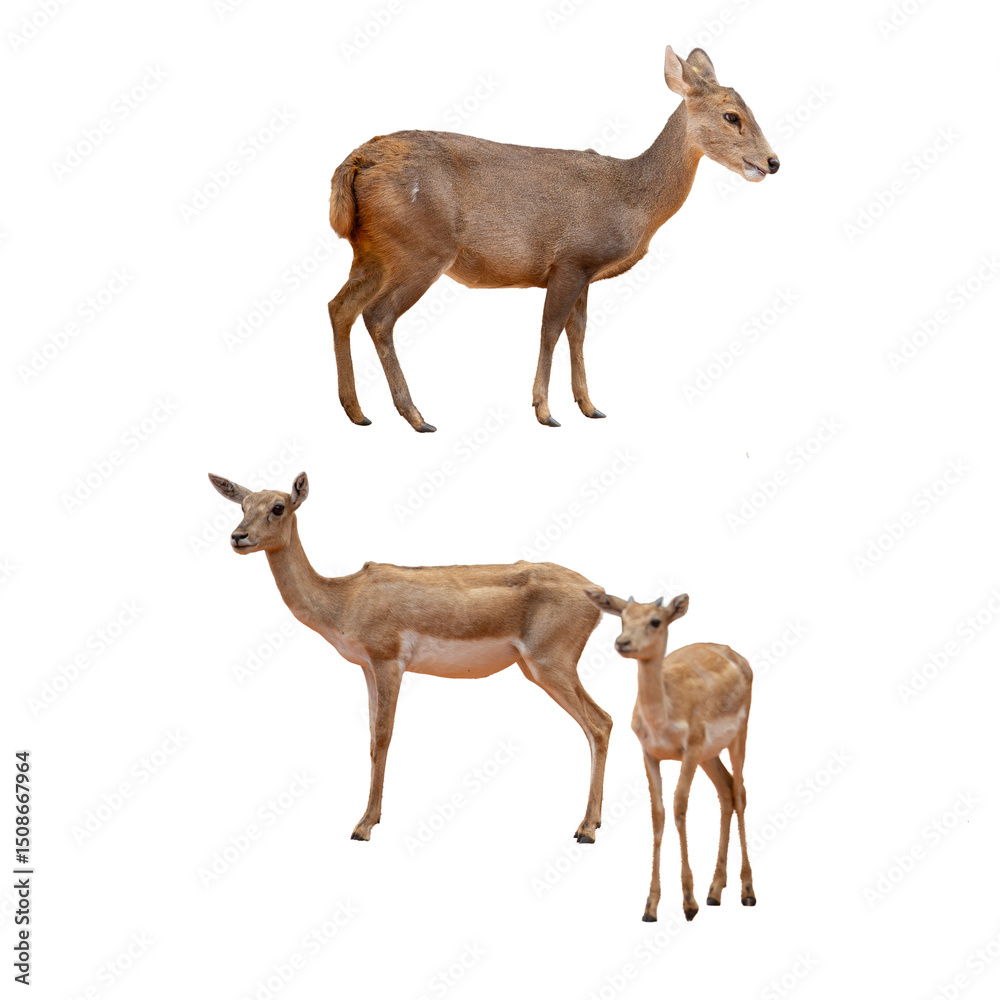 Fototapeta premium Deer isolated on white background