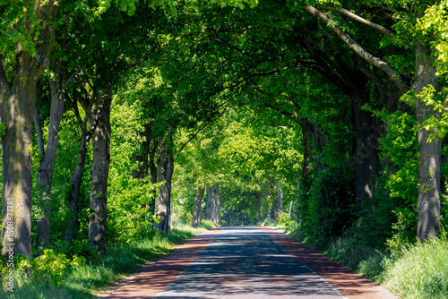 Fototapeta Naklejka Na Ścianę i Meble -  Countryside road landscape in spring, Line of tree trunk with green leaves along the small street, A town in between border of Germany (Verden, Lower Saxony) and Netherlands (Winterswijk, Gelderland)