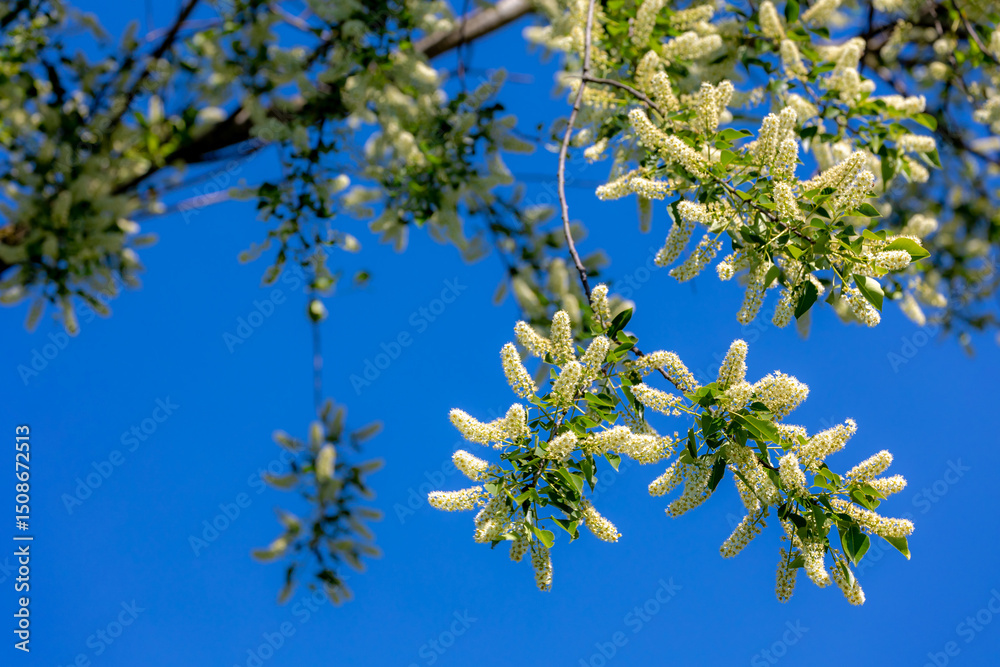 Obraz premium Selective focus white flowers of Prunus padus (bird cherry) full blooming on the tree with blue sky as backdrop, Hackberry is a flowering plant, It is a species of cherry, Natural floral background.