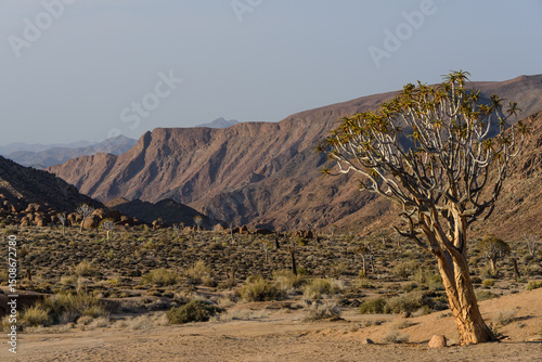 Quiver tree in the Richtersveld desert