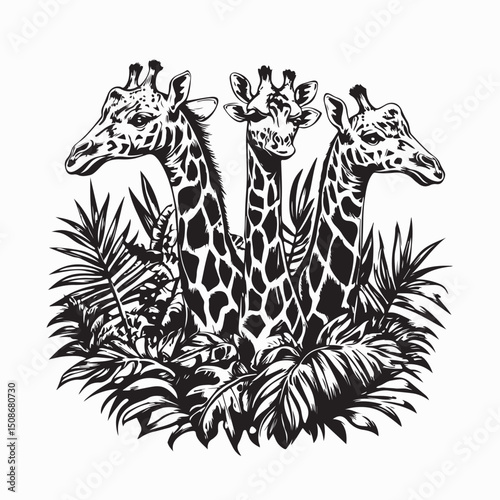 Three giraffes peeking from lush tropical flora Image vector isolated on white background.