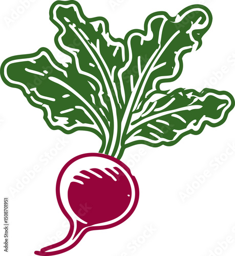 Red beetroot with green leaves illustration, organic vegetable design. Vector illustration