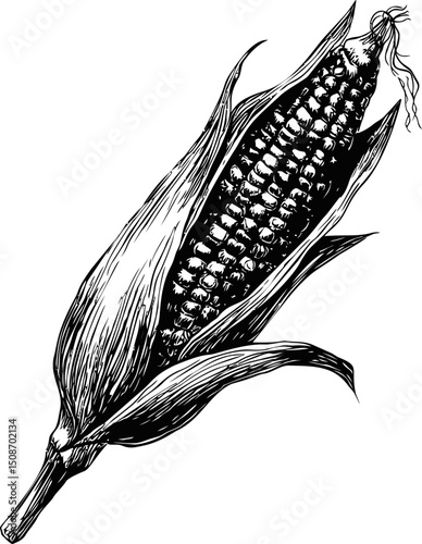 Detailed black and white illustration of corn with husk. Vector illustration