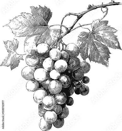 Detailed black and white illustration of grape cluster with leaves on vine. Vector illustration