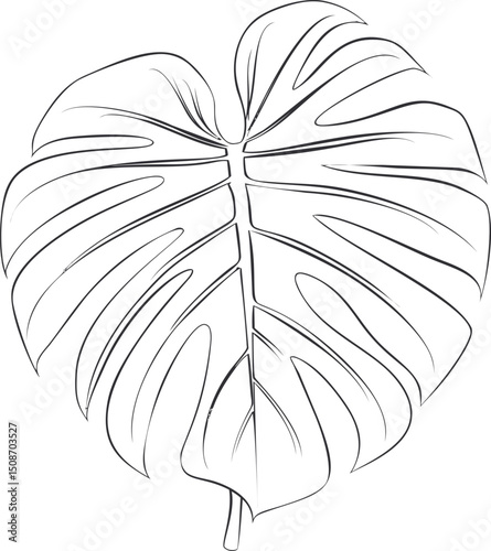 Line art drawing of a monstera leaf in black and white, botanical illustration. Vector illustration