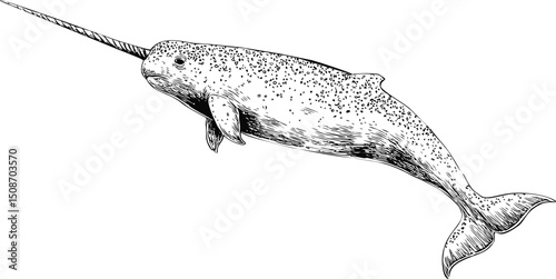 Black and white drawing of a narwhal with detailed textures, conceptual art. Vector illustration