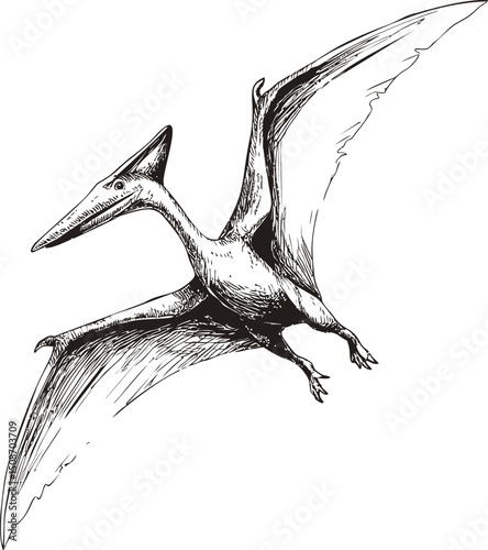 Black and white illustration of a flying pterodactyl, prehistoric creature sketch. Vector illustration