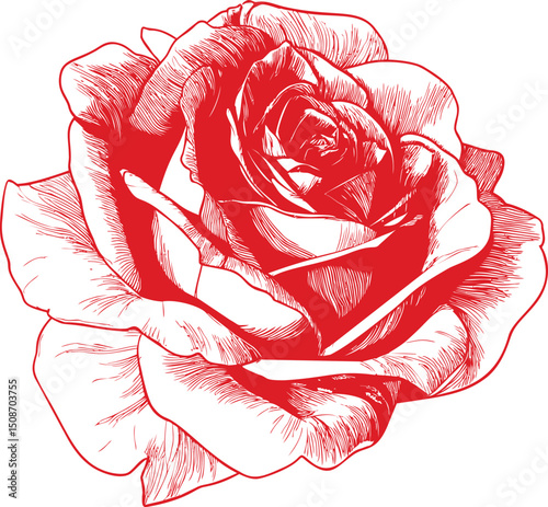 Red and white detailed line drawing of a blooming rose, artistic illustration. Vector illustration photo