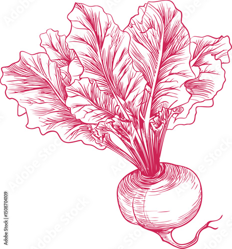 Hand-drawn illustration of a beetroot with large leaves in red ink detailing. Vector illustration