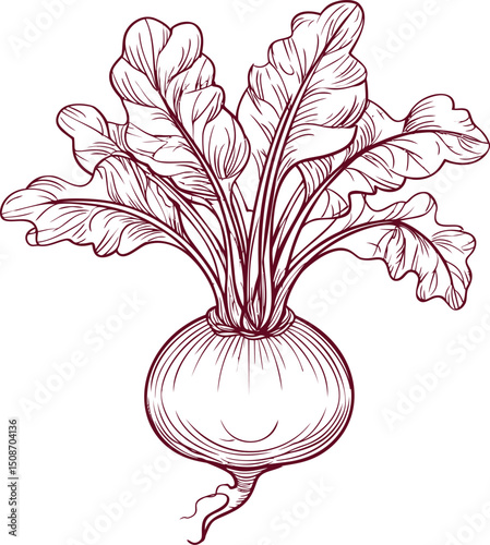 Illustration of a beetroot with detailed leaves in red outline sketch. Vector illustration