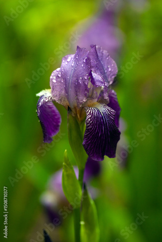 Close-up of a Vibrant Purple Iris with Raindrops. Delicate petals of a bearded iris adorned with glistening water droplets against a soft, blurred green background.