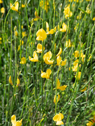 Plakat w ramie pattern primaverili realizzato con i fiori di ginestre