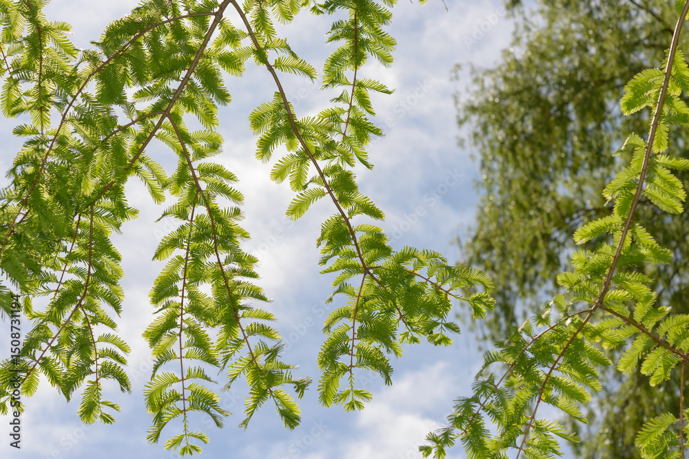 Fototapeta premium branches of the dawn redwood (Metasequoia glyptostroboides) with tender new growth on a powdery blue sky smeared with clouds
