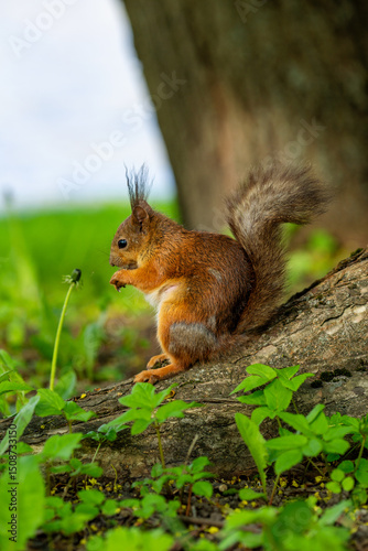 A cute squirrel is having a nut for lunch in the park.