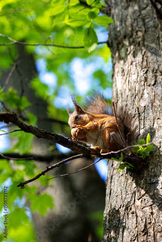 A cute squirrel is having a nut for lunch in the park.