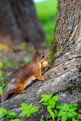 A cute squirrel is having a nut for lunch in the park.