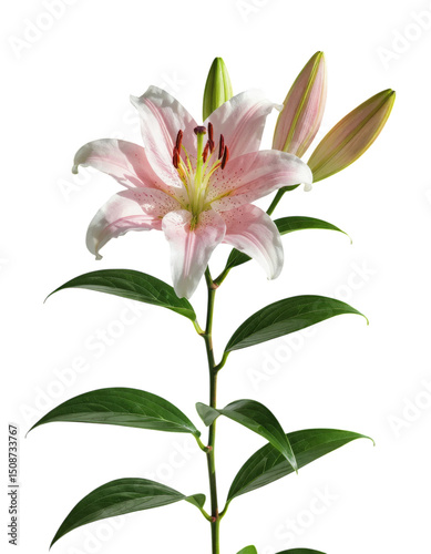 Pink Lily Flower, Isolated Transparent Background, Minimalist Design Element