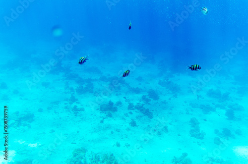 School of fish navigates clear blue waters, casting ethereal shadows on ocean floor. Sunlight illuminates aquatic scene, accentuating vibrant marine environment photo