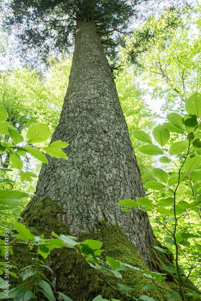Fototapeta premium Looking Up a Majestic Fir Tree Trunk in Spring Forest